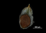 Glume + nutlet of Schoenoplectiella leucantha US02093061 Namibia
