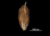 Glume of Scleria phylloptera US02238177 Mexico