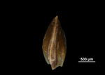 Glume of Fimbristylis quinquangularis US00700848 Guyana