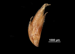 Spike of Rhynchospora albomarginata US00693350 Guyana