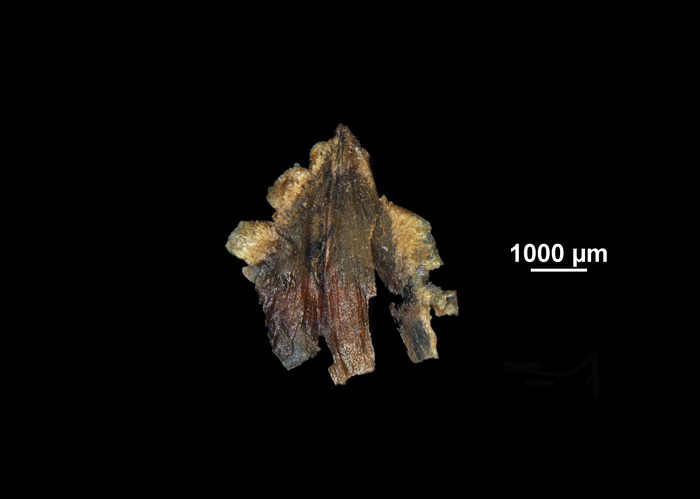  Glume of Rhynchospora hassleri US00872620 Guyana