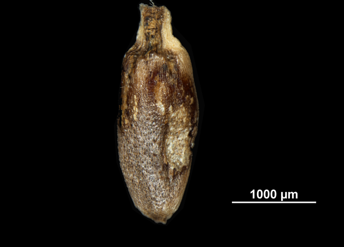 Nutlet of Rhynchospora longibracteata US00708533 Guyana