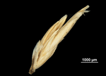Spikelet of Rhynchospora longibracteata US00708533 Guyana