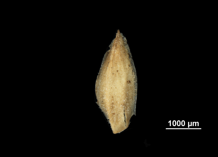 Glume of Rhynchospora pubera subsp. parvula US00710089 Guyana