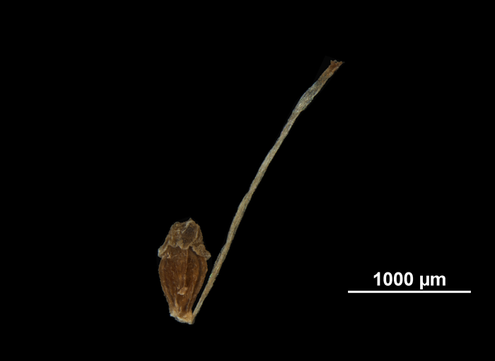 Nutlet of Rhynchospora pubera subsp. parvula US00710089 Guyana