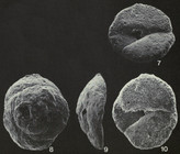 Rotalina fusca Williamson, 1858 Neotype