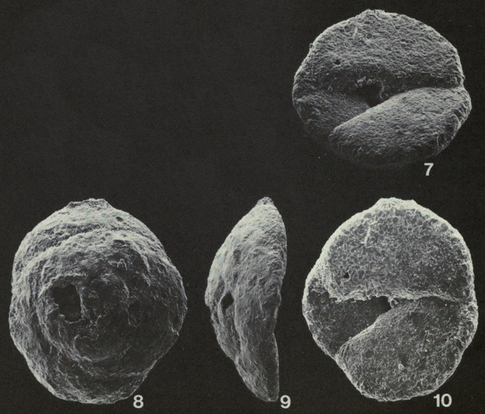 Rotalina fusca Williamson, 1858 Neotype