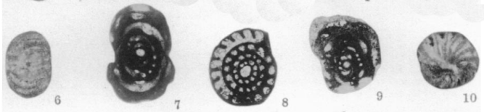 Staffella atokensis Thompson, 1935