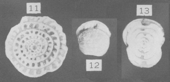 Staffella keytei Roth &amp; Skinner, 1930