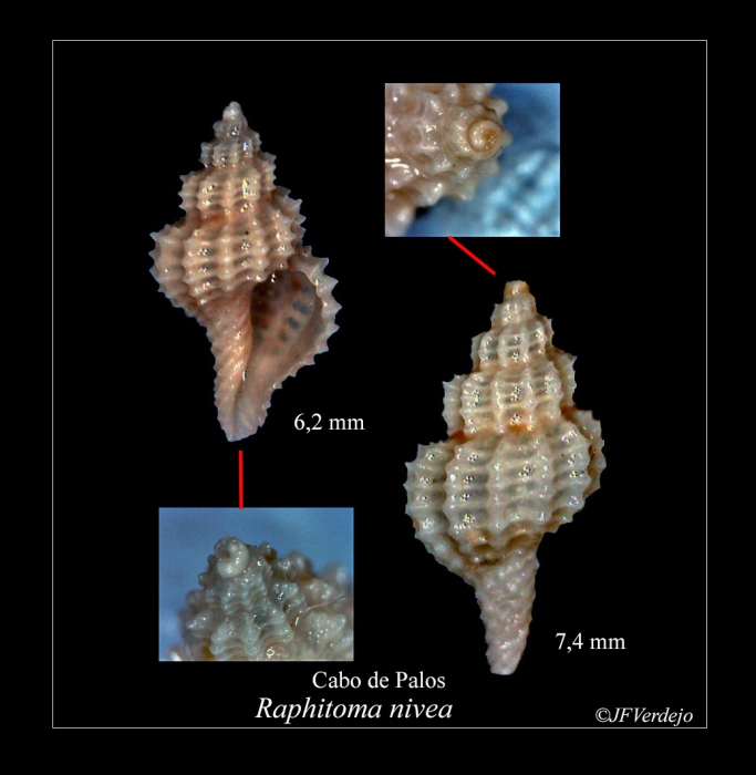 Raphitoma nivea (J.T. Marshall, 1906)