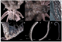 Sarametra varians holotype RSIOCRI0292