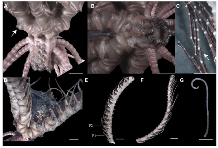 Sarametra varians holotype RSIOCRI0292