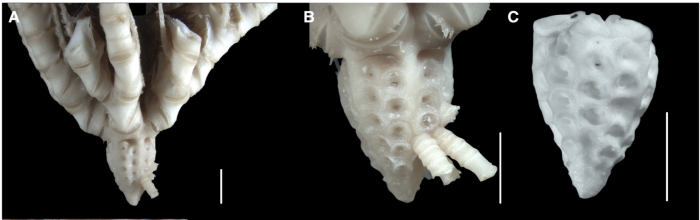 Sarametra varians paratype RSIOCRI0007