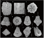 Ossicles of Sarametra varians paratype RSIOCRI0291