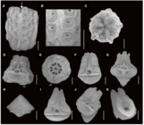 Ossicles of Sarametra varians paratype RSIOCRI0291