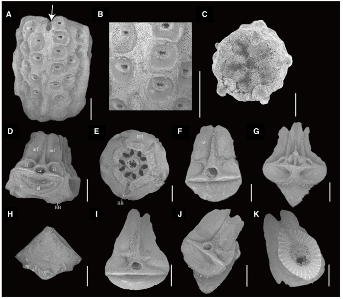Ossicles of Sarametra varians paratype RSIOCRI0291