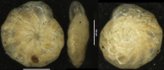 Alexanderina viejoensis McCulloch, 1977 holotype