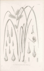 Carex tentaculata var. altior. Illustration of type material.