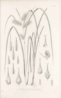 Carex tentaculata var. altior. Illustration of type material.