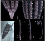 Sarametra subtilis holotype RSIOCRI0108