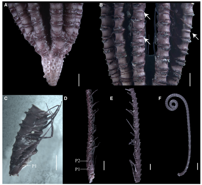 Sarametra subtilis holotype RSIOCRI0108