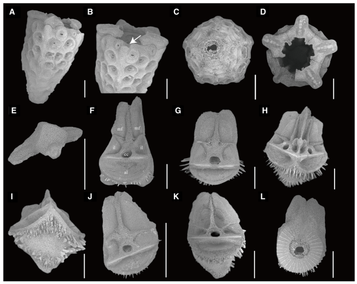 Ossicles of Sarametra subtilis paratype RSIOCRI0016