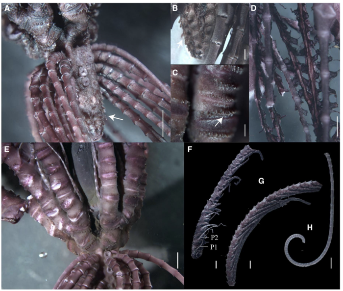 Sarametra acuta holotype, RSIOCRI0272