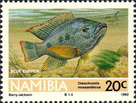 Oreochromis mossambicus Oreochromis mossambicus