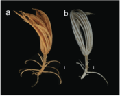 Endoxocrinus (Diplocrinus) kexuei sp. nov., holotype (MBM287584)