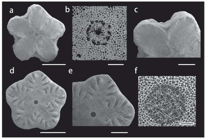 SEM views of stalk articulations in Endoxocrinus (Diplocrinus) kexuei sp. nov., holotype (MBM287584)(