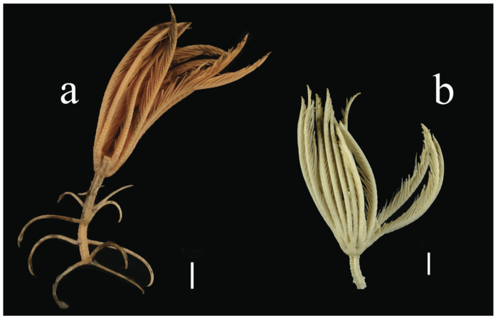 Endoxocrinus (Diplocrinus) kexuei sp. nov., paratype (MBM287585)