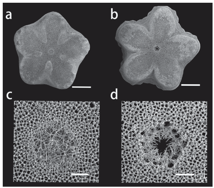 SEM views of cryptosymplexies in Endoxocrinus (Diplocrinus) kexuei sp. nov., paratype (MBM287585)