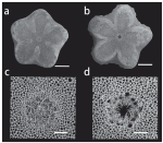 SEM views of cryptosymplexies in Endoxocrinus (Diplocrinus) kexuei sp. nov., paratype (MBM287585)