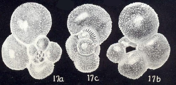 "Globigerinella" (?) galeroiana McCulloch, 1981