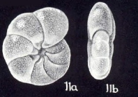 Melonis (?) helenae McCulloch, 1981