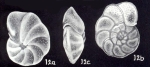 Cibicides galeroensis McCulloch, 1981