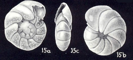 Anomalinoides (?) umbonatiformis McCulloch, 1981