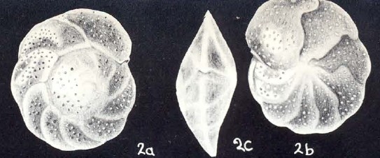 Cibicidoides (?) graciliformis McCulloch, 1981