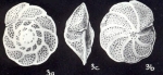 Cibicidoides goodhilli McCulloch, 1981
