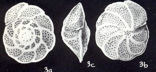 Cibicidoides goodhilli McCulloch, 1981