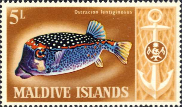 Ostracion lentiginosus Ostracion lentiginosus