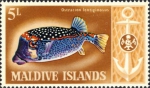 Tetraodontiformes