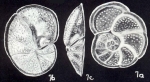 Cibicides carinatiformis McCulloch, 1981