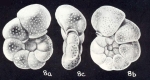 Anomalina (?) deprimiformis McCulloch, 1981