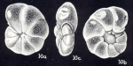 Anomalina (?) galeroensis McCulloch, 1981