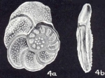 Planulina foveolatiformis McCulloch, 1981