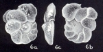 Cibicides (?) hybridiformis McCulloch, 1981