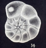 Hyalinea (?) simplissima McCulloch, 1981