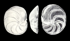 Cibicidina (?) monacoensis McCulloch, 1981