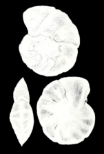 Cibicides differens McCulloch, 1981
